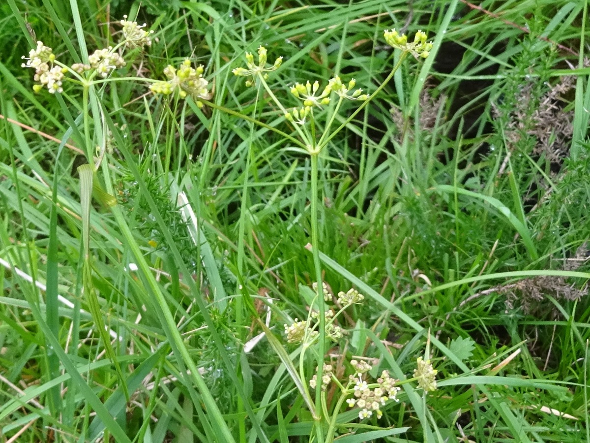 Oenanthe lachenalii (Apiaceae)